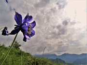 32 Aquilegia alpina (Aquilegia maggiore)